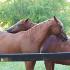 Mare Health and Reproduction